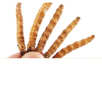 西藏那曲 冬虫夏草