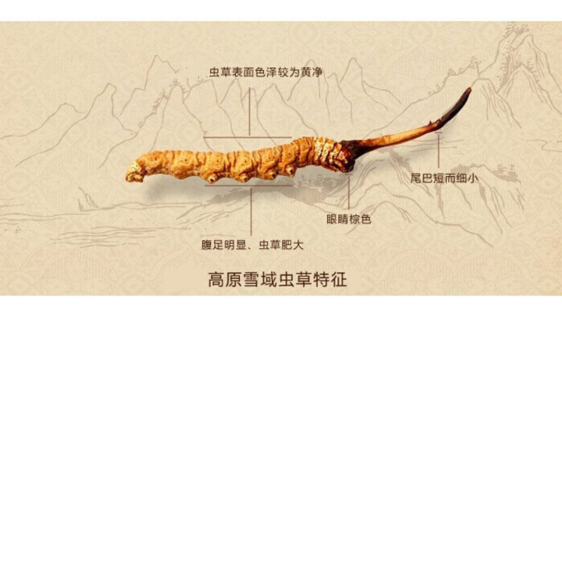 精选虫草王 青海玉树虫草